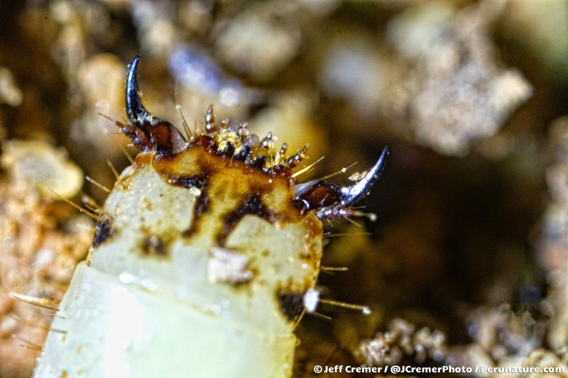 Illustration for article titled These Larvae Glow in the Dark, Then Eat You